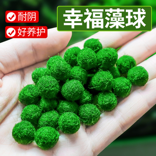 幸福海藻球微景观生态瓶鱼缸室内桌面水培创意迷你植物水生绿球藻