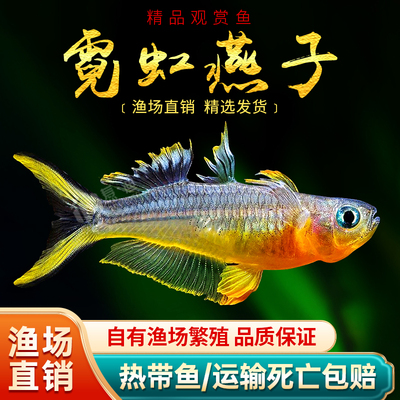 霓虹燕子鱼进口小型淡水热带观赏鱼水草缸上层灯鱼群游新郎官活体