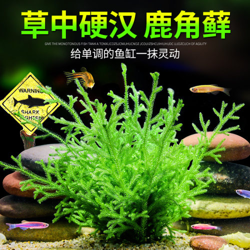 耐活耐低温苔藓造景水草