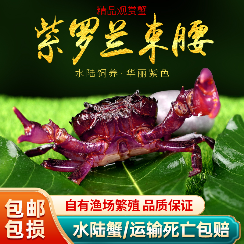 紫罗兰束腰蟹观赏蟹活体宠物深水饲养冷水水陆蟹淡水田溪蟹