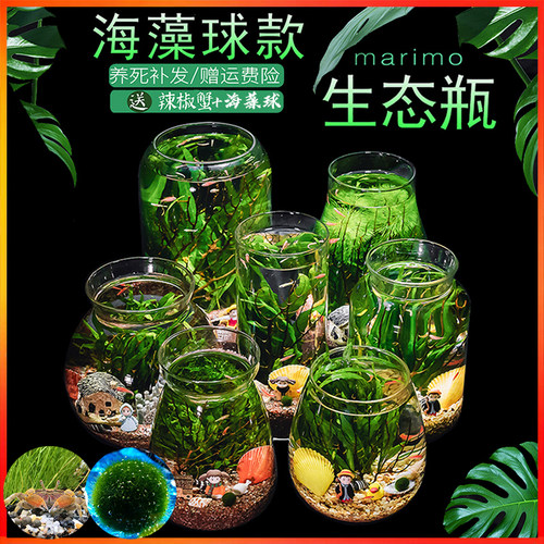 创意diy免换水迷你办公生态瓶