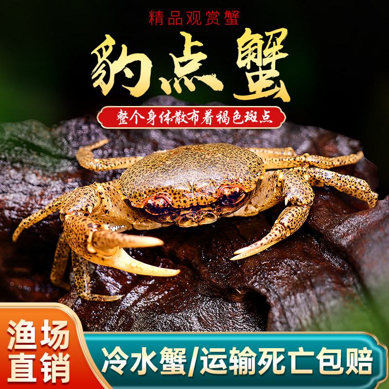 原生豹点蟹豹纹芝麻蟹淡水观赏宠物螃蟹深水虾蟹活体草缸吃虫除藻