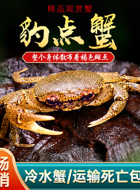 焘渔观赏蟹好养易活可深水