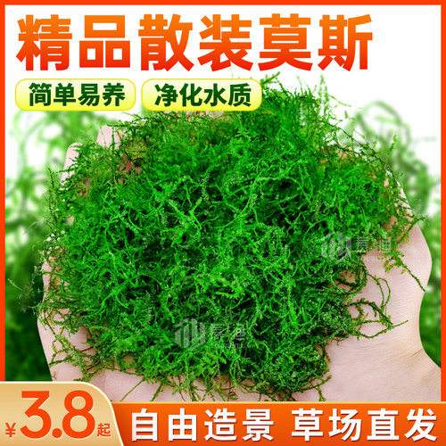 散装莫斯鱼缸造景阴性活体真水草三角莫丝火焰垂泪松茸水族箱造景