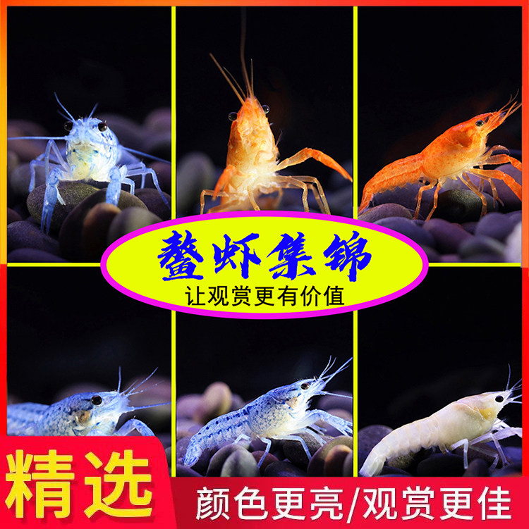 观赏宠物虾佛蓝鳌虾冷水天空蓝魔虾淡水蓝色小龙虾苗蓝橙白鳌虾