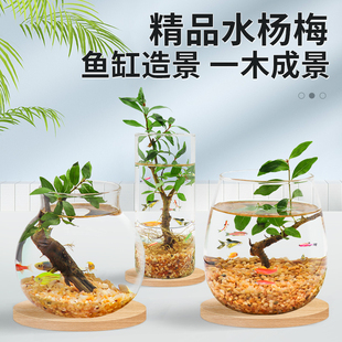 生态瓶水杨梅微景观鱼缸水族箱植物造景办公桌书桌客厅观赏玻璃缸
