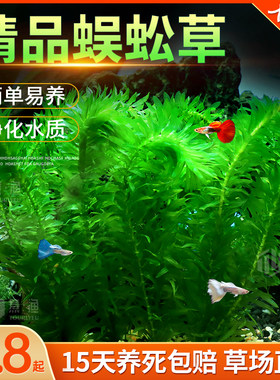 鱼缸造景活体装饰藻类