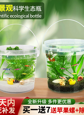 手提生态瓶观赏鱼微景观DIY鱼缸活体鱼淡冷水斗鱼虾真水草免打理