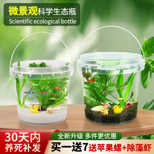 DIY免换水免打理生态鱼缸