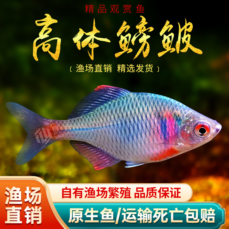 高体鳑鲏鱼淡水原生冷水鱼新手入门七彩旁皮水草缸耐寒观赏鱼活体