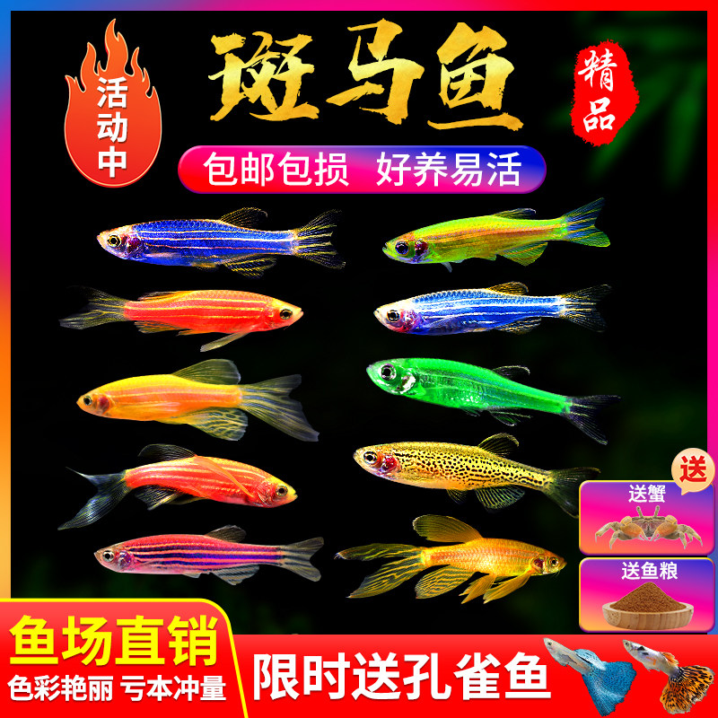 小型热带鱼观赏鱼红绿灯科鱼群游红蓝荧光斑马鱼冷水鱼练手活体鱼,宠物/宠物食品及用品,鱼,淘宝优惠券,粉丝福利购,淘宝优惠卷