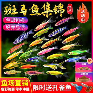 小型热带鱼观赏鱼灯科鱼鱼群游鱼活体鱼红斑马鱼蓝斑马冷水鱼活体
