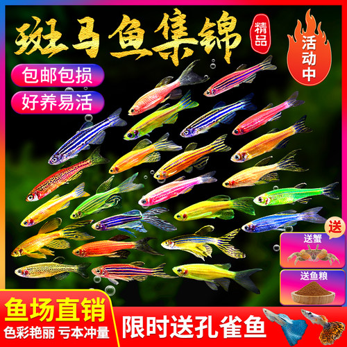 小型观赏鱼活体热带斑马鱼