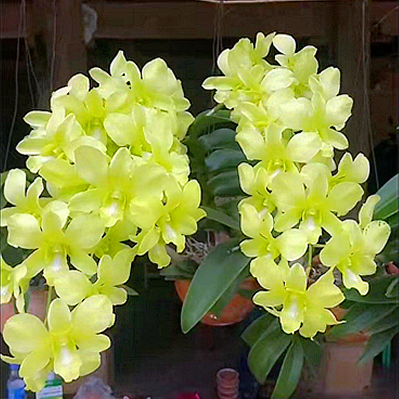 基地直发秋石斛清迈姑娘中大花石斛兰花盆栽洋兰花苗不带花苞