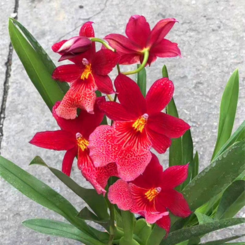 基地特价花圃清仓文心兰彗星兰浓香型梦香浓香花卉洋兰盆栽兰花苗