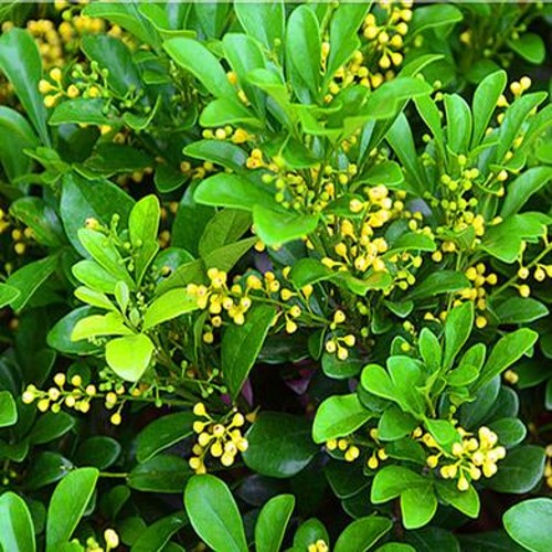 庭院阳台绿植盆栽米兰花苗盆景浓香花卉客厅耐旱常青植物图片