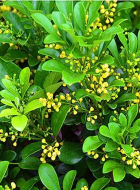 庭院阳台绿植盆栽米兰花苗盆景浓香花卉客厅耐旱常青植物