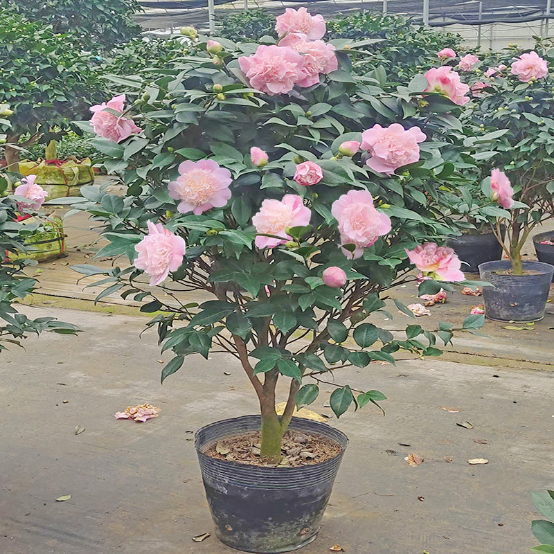香妃粉茶花盆栽五色赤丹山茶花树苗浓香型庭院客厅花卉植物带花苞