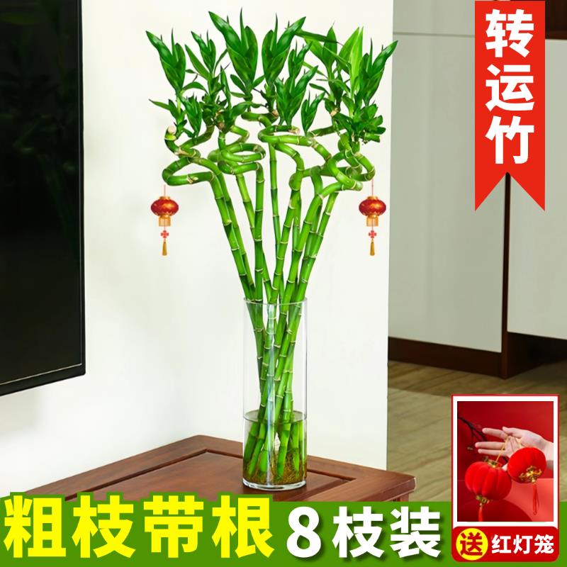 速发富根转运竹水竹带贵客植物水养开运竹子盆栽竹厅室内招财水培