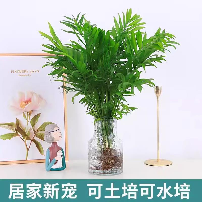速发水培袖珍椰子室内绿植凤尾竹懒人盆面耐阴四季常青办公室桌栽