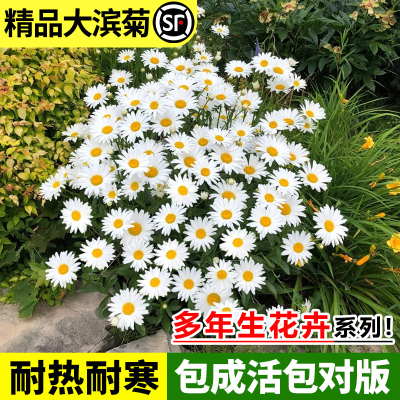 速发大滨菊花绿盆栽小植菊庭院花室外雏物多年生四季开花耐寒卉植