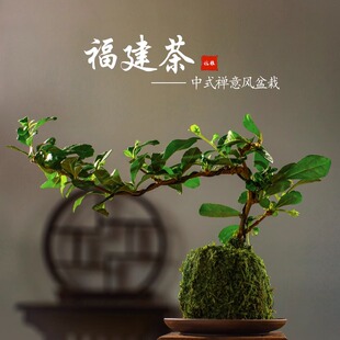 速发小叶福建禅盆栽苔藓球老桩植物室内好面四季常青茶意盆景桌养