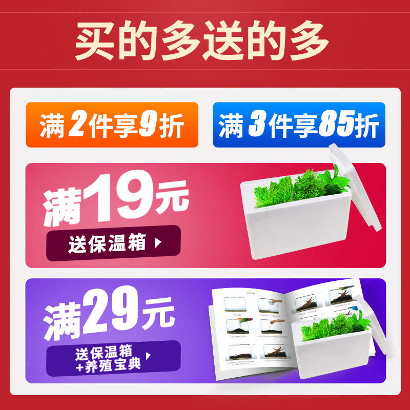 速发鱼缸水草木物坨草真草阴性氧人水榕沉植水培淡水增懒造景套餐