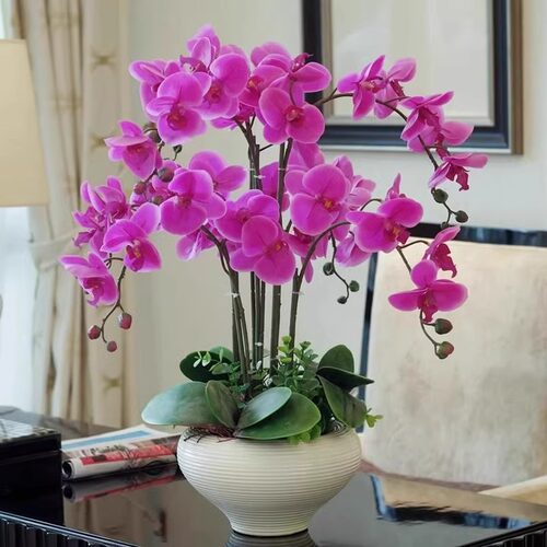 速发蝴蝶兰花苗带花剑带花花盆栽兰厅大苗客苞室内植物花卉四季好