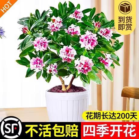 速发金边瑞香盆栽浓香型带花苞植物室内花卉老桩有香味秋冬养耐寒