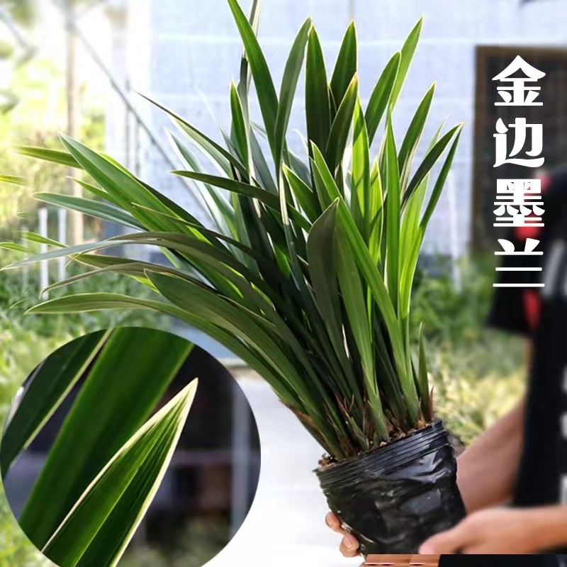 速发翁源喜花金兰花苗里盆墨兰企黑爪除甲醛花期长好养室内盆栽原