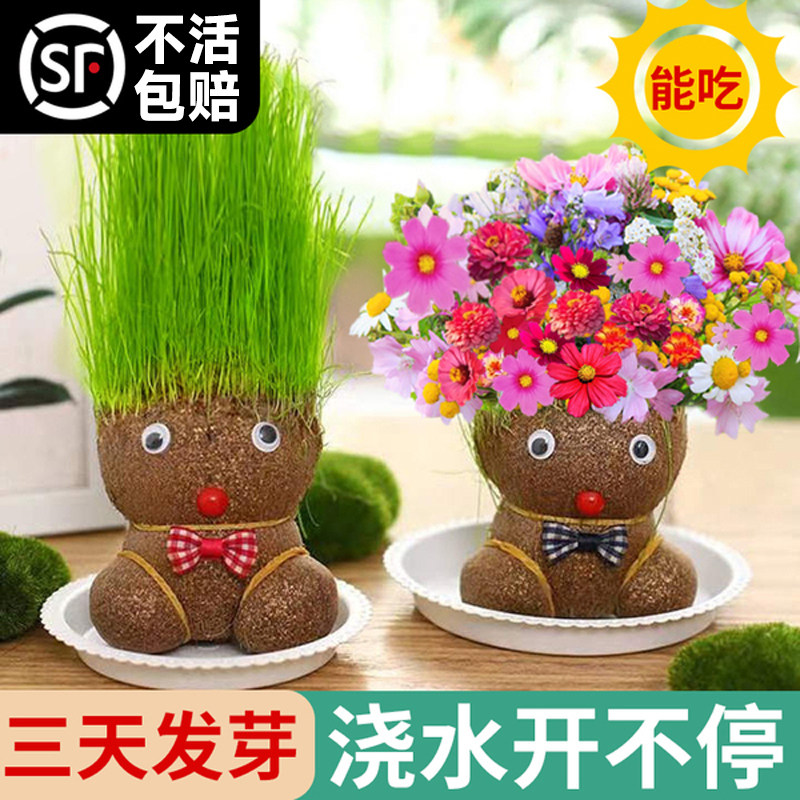 速发草意娃娃小盆栽浇水开花园娃娃幼儿草创头绿植桌面迷你儿童植