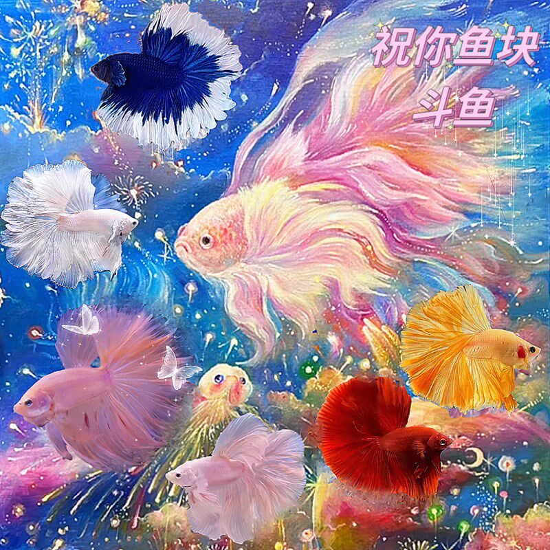 速发泰桌斗鱼观赏鱼婚纱鱼面彩鱼热带鱼淡水鱼创意礼物国七小耐活