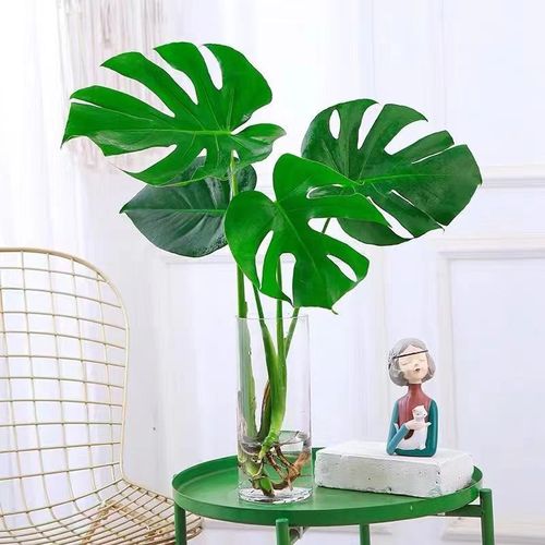 速发水培植物龟室竹春羽盆栽净化常气鸟大叶背内观叶绿植耐阴空青