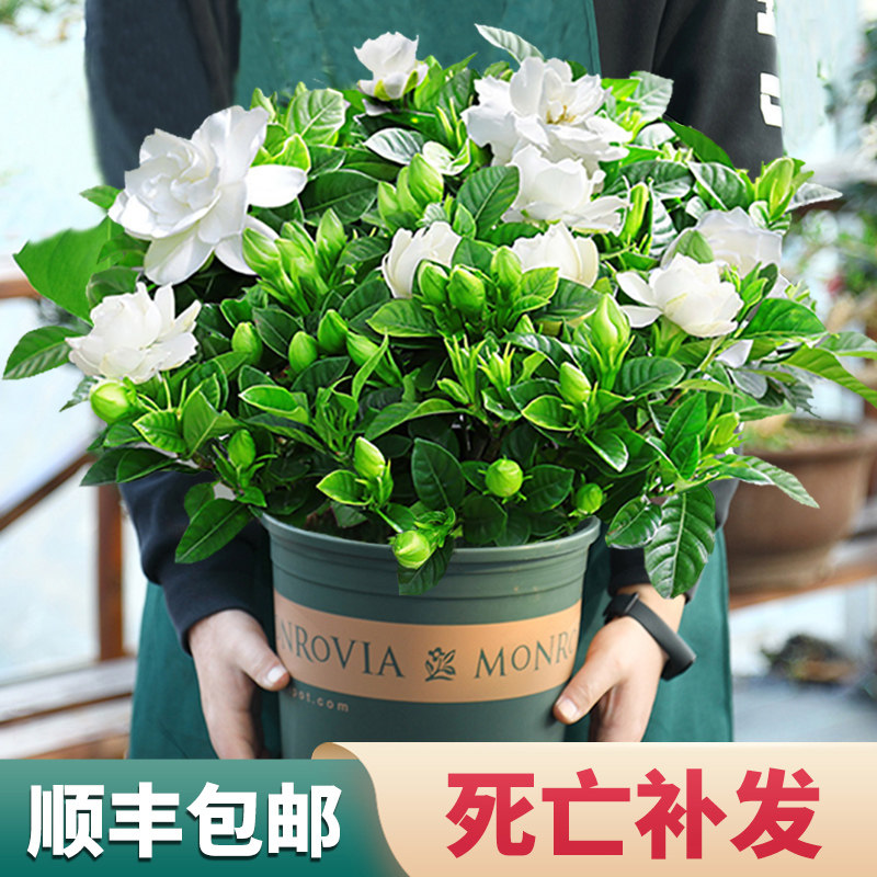 速发花浓栀盆栽花卉植物室内带花苞台水培绿植子香大苗四季开花好