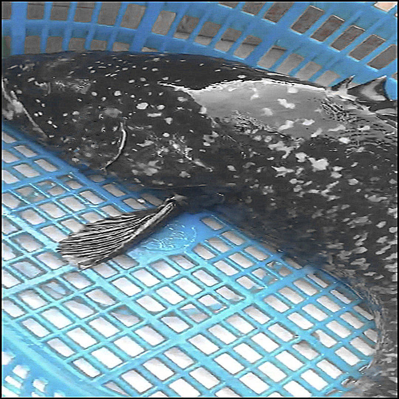 鲜活深海大斑鱼石斑鱼一条10-40斤福建海鲜特大斑鱼大鳌鱼