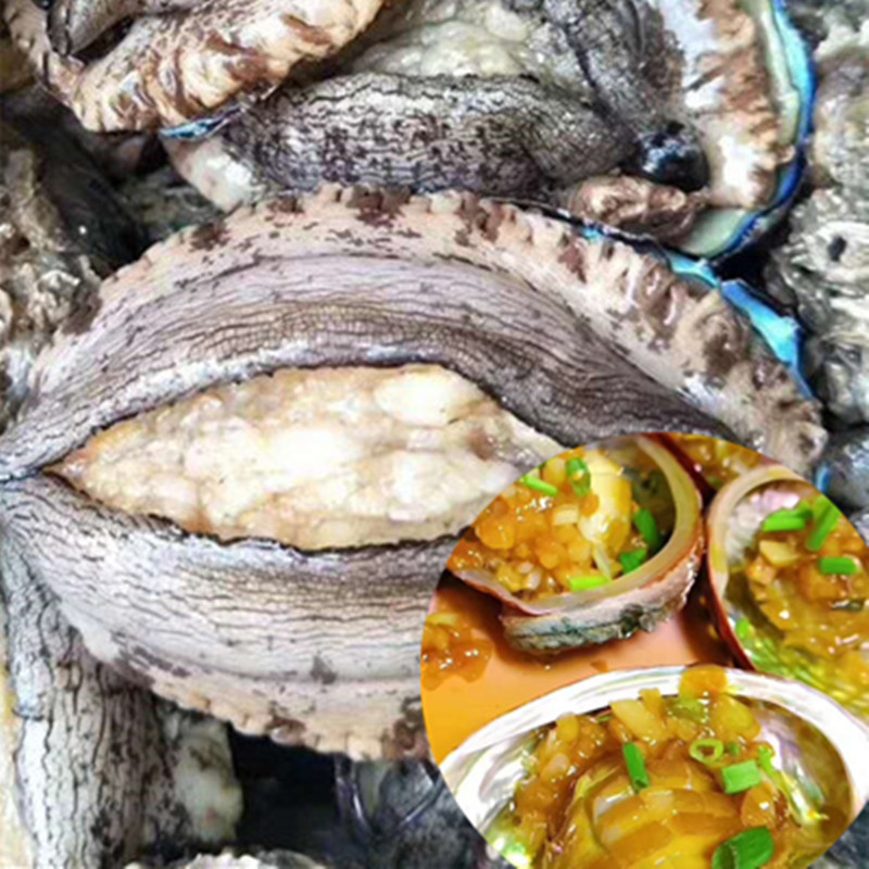 大鲍鱼带壳鲍鱼个大肉肥