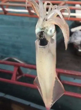 新鲜海捕小海管小鱿鱼