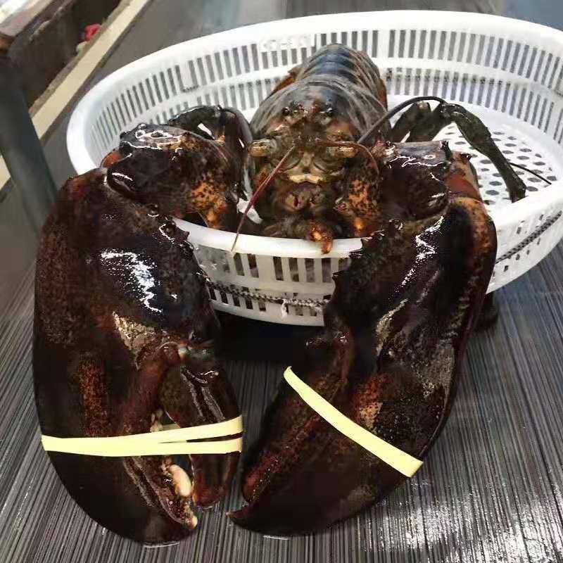 波龙鲜活大波龙海鲜水产