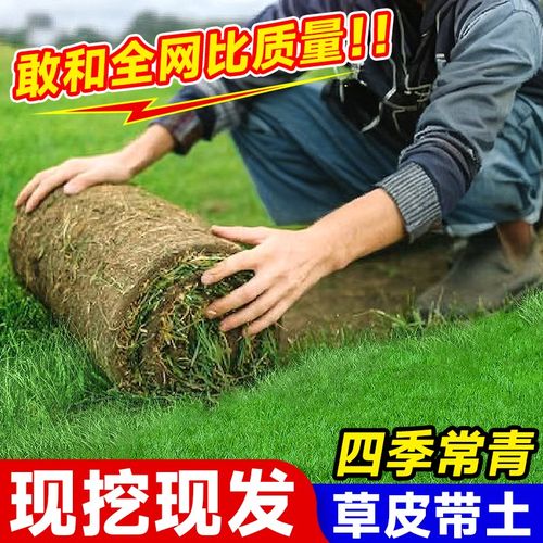 速发真草坪草土花拉庭院植物带泥土马尼青草四季园果岭百慕大绿化