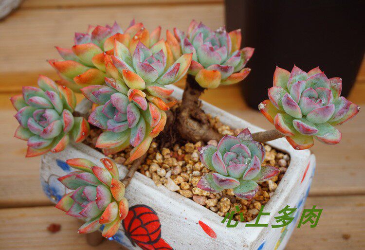 多肉植物 粉荷花多肉 悬崖式 多头老桩 造型拗得不错 一物一拍