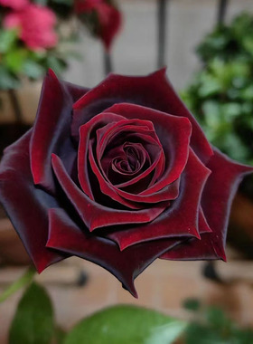 速发黑台术暗红色玫瑰花大苗大花浓香魔庭院四季花卉植物月季花盆