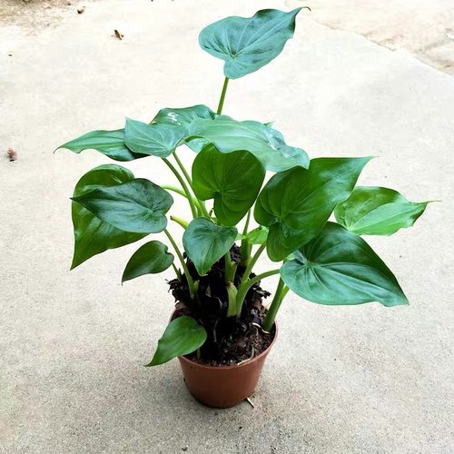 速发滴水观音桌手观音色栽绿盆观叶水培土培植物办公室室内千面绿