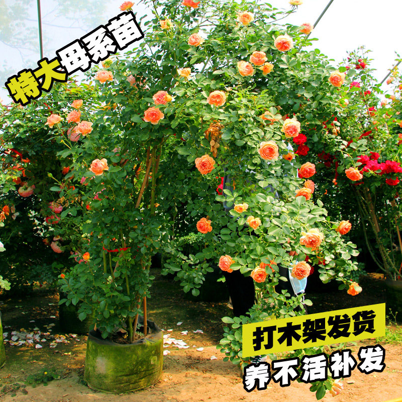 速发蔷薇花特爬藤月季苗大开浓香庭院藤本植物花卉盆栽玫瑰多季花