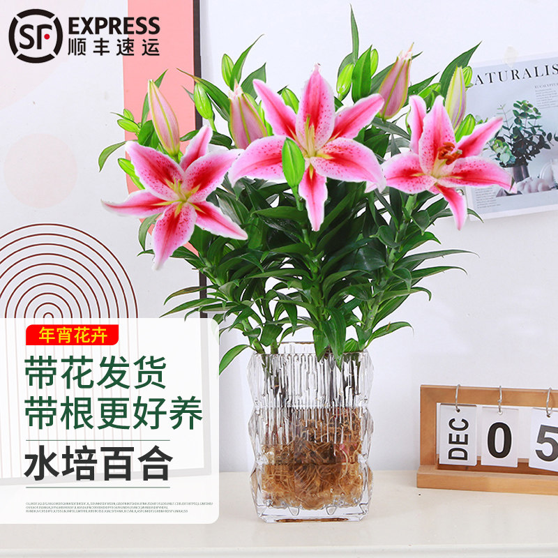 速发水培植年百合花盆栽带花苞室插客厅花卉水养内花花束物宵花