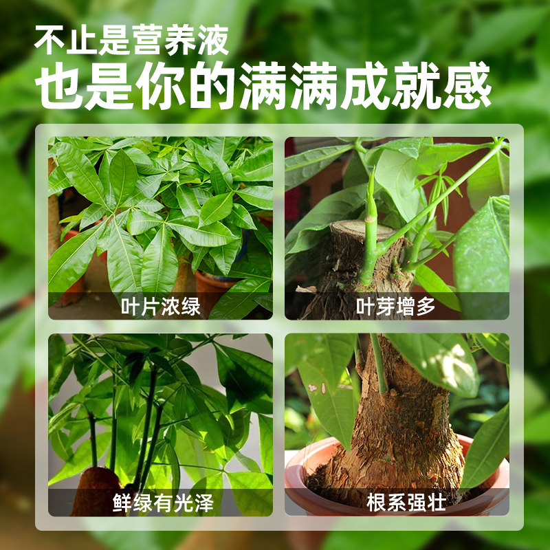 现货速发发财树营养液肥料肥室内盆栽植物土培水培通用治叶黄掉叶