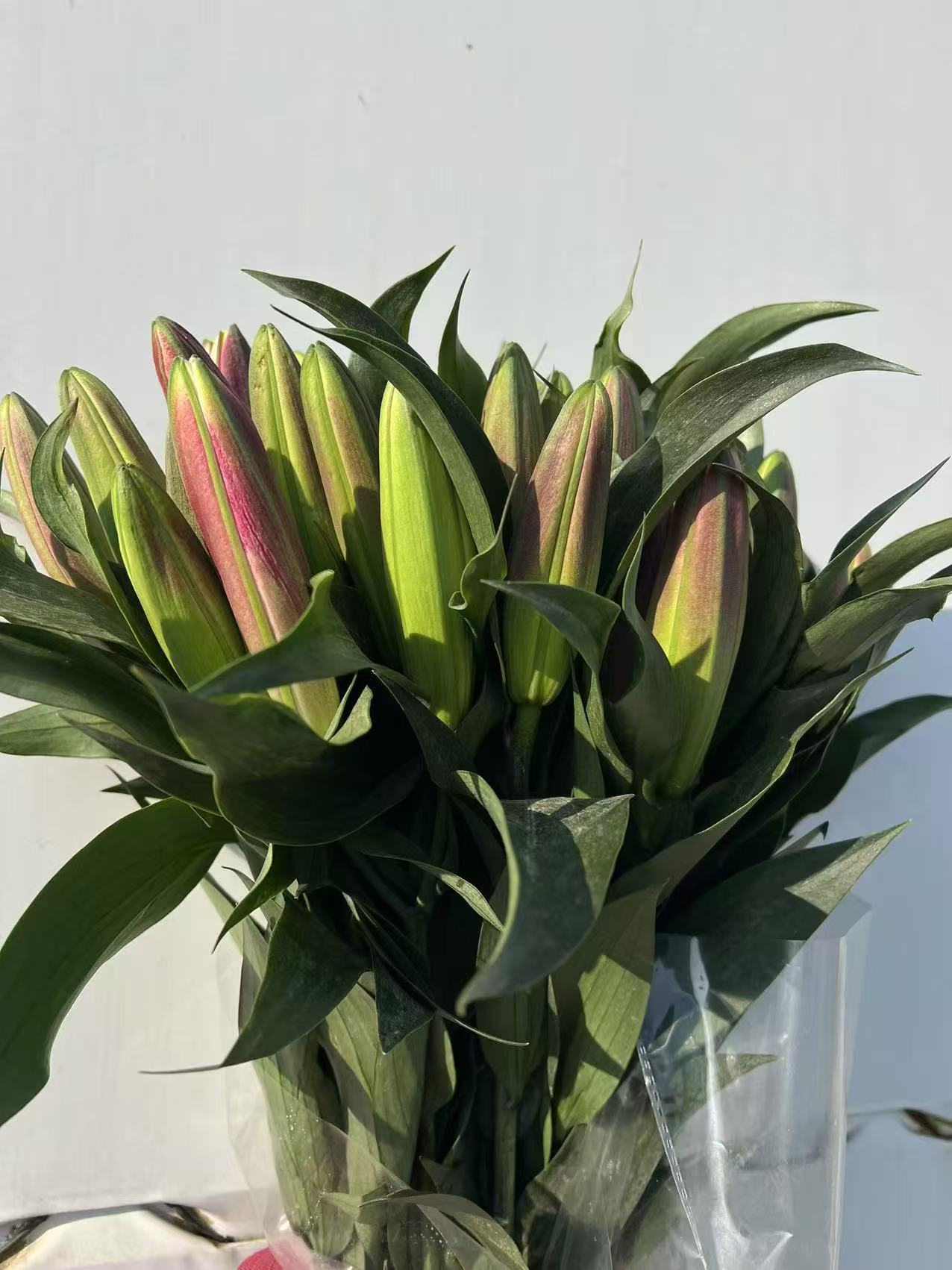 普拉芬多香水百合云南昆明基地直发水养花