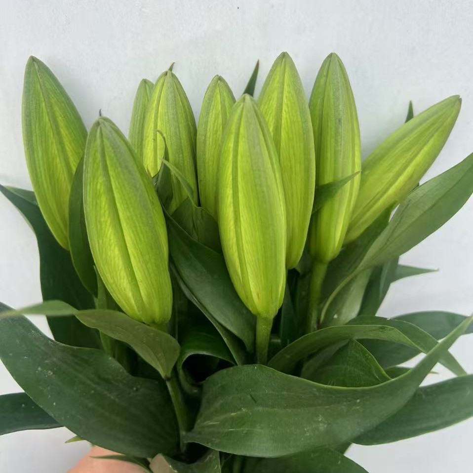 随机颜色瑕疵花香水百合鲜花云南昆明基地直发