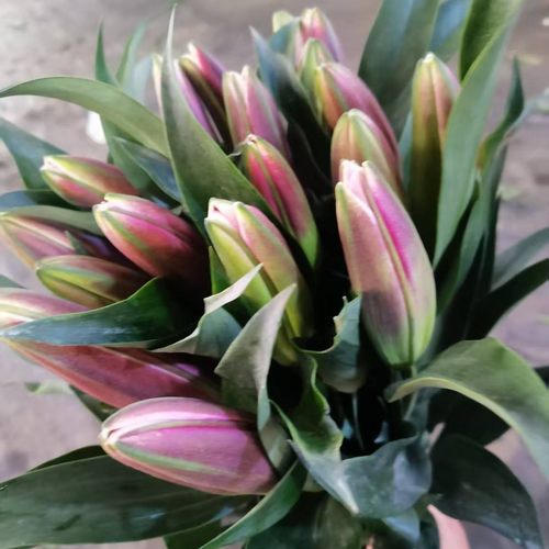 中国红香水百合鲜花同城速递