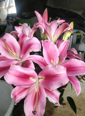 索尔邦香水百合家用插花