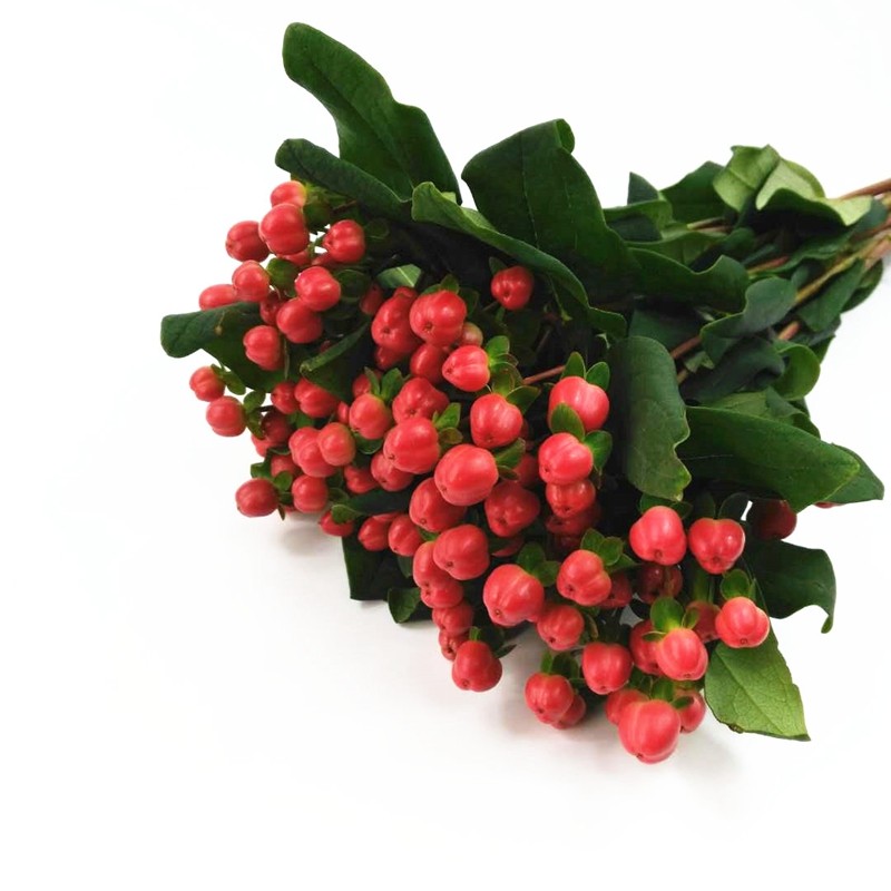 云南基地直发新鲜火龙珠水养花鲜花空运包邮